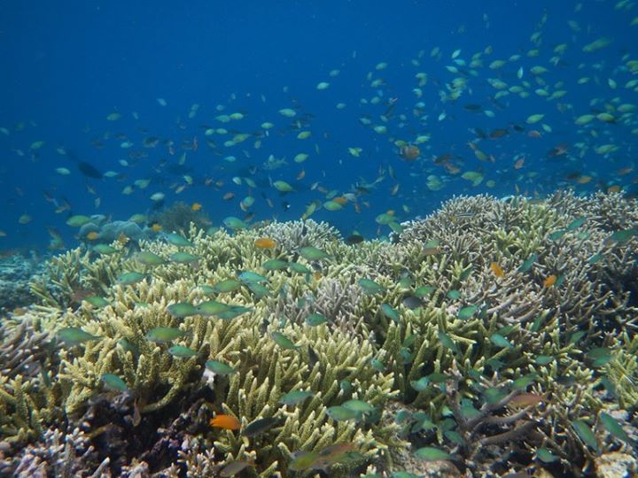 Mau diciumin school fish kayak giniiii
