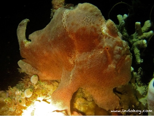 Fun Dive in Derawan 1