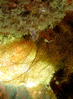 Fun Dive in Derawan 2