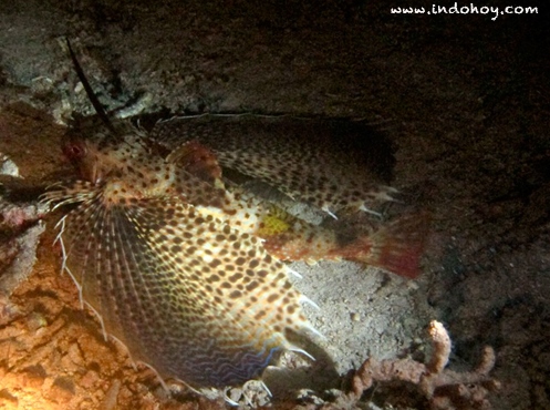 Fun Dive in Derawan 3