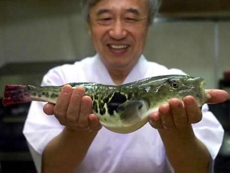 Ikan Fugu, vertebrata paling beracun kedua di dunia.