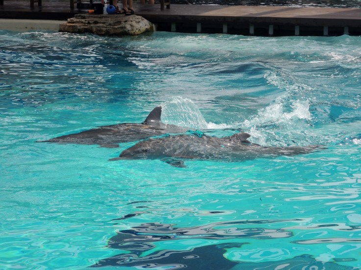 Lumba-lumba Indo-Pacific Bottlenose di Marine Life Park.