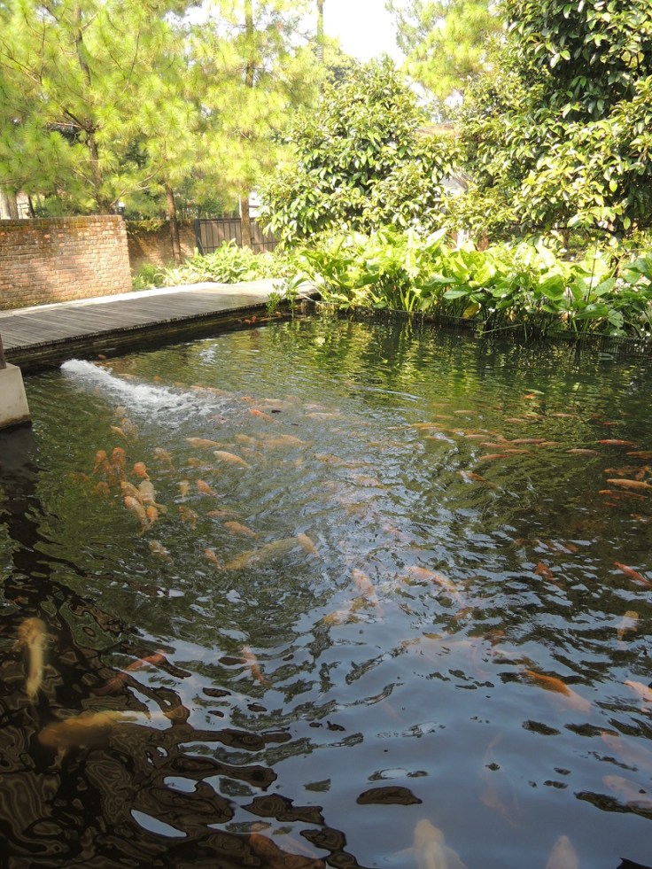 Kuntum Farmfield Bogor 16