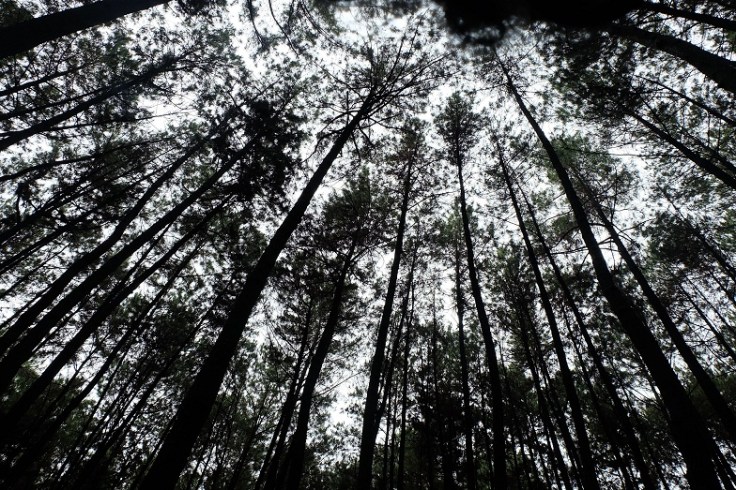 Gunung Pancar tunggu kenarsisan kami! :P eh