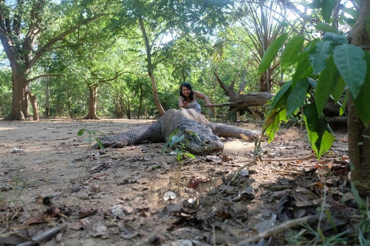 Ada yang berani nepok Komodo dari belakang? Saya sih ogaaah... Btw ngeliat ukuran komodo yang geude begini, kalo digampar ekornya aja kayaknya bisa pingsan deh :mrgreen: