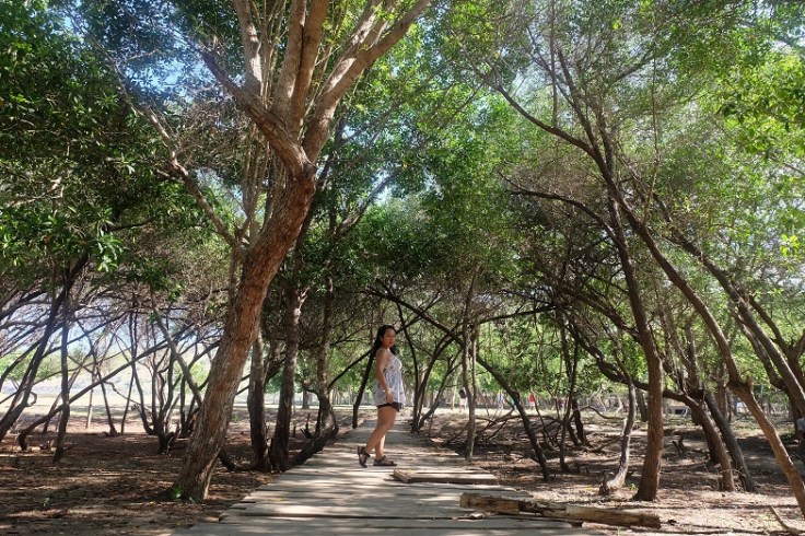 Pepohonan teduh nan rimbun yang menyambut di Pulau Komodo